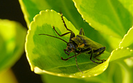 Soldier Beetle (Cantharis obscura)